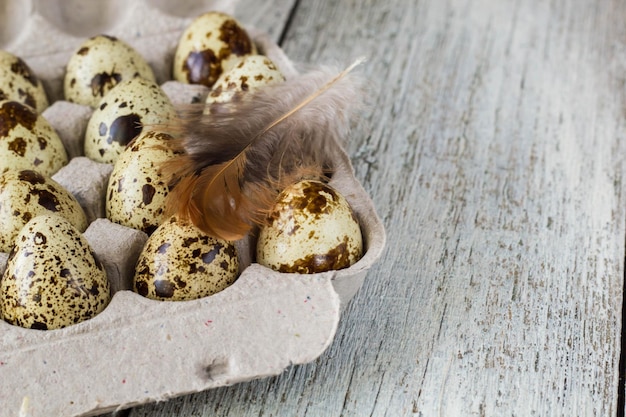 Huevos de codorniz en un estante de huevos de cartón sobre fondo blanco con pluma