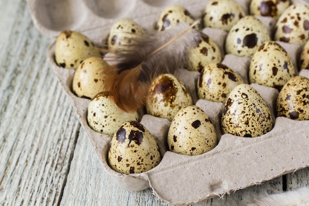 Huevos de codorniz en un estante de huevos de cartón sobre fondo blanco con pluma