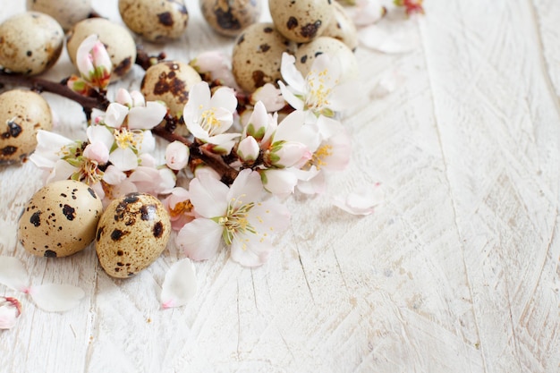 Huevos de codorniz y flores de almendro sobre un fondo de madera