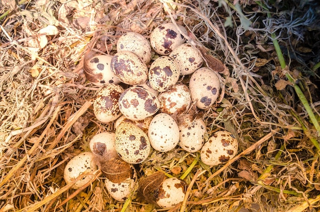 Huevos de codorniz manchados Huevos de codorniz en un nido de paja