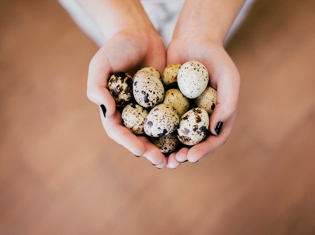 Huevos de codorniz en manos de niña