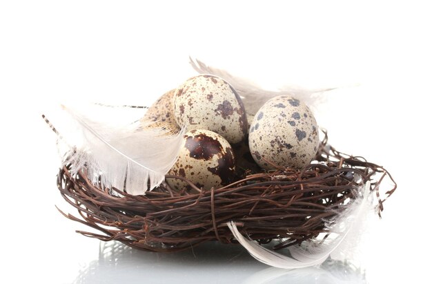 Huevos de codorniz en nido aislado en blanco