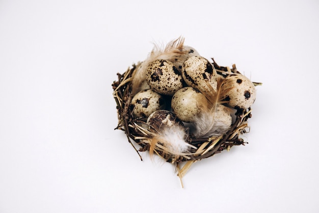 Huevos de codorniz en un nido aislado sobre fondo blanco.