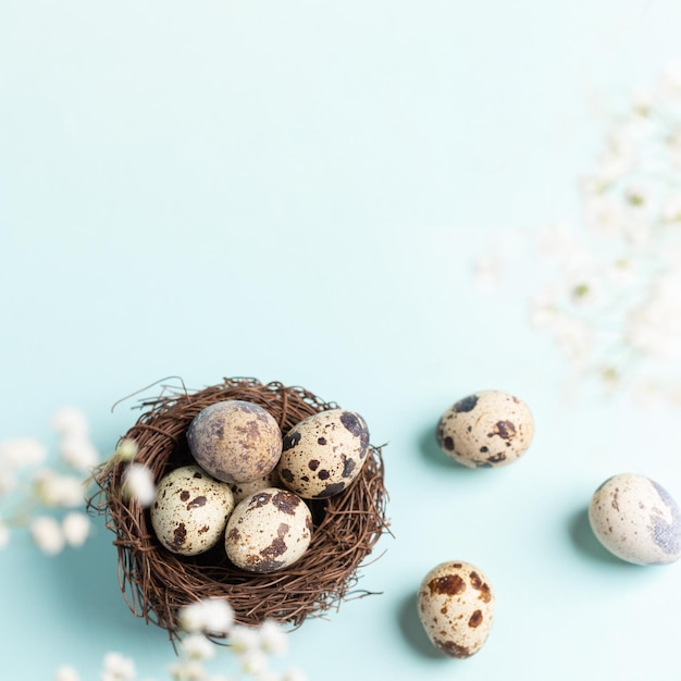 Huevos de codorniz en el nido y cerca de él flores blancas de gypsophila sobre fondo azul pastel Tarjeta de felicitación de Pascua de primavera Copiar espacio para texto Foto cuadrada Vista desde arriba