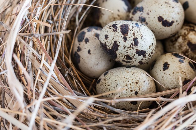 huevos de codorniz en un nido y distribuidos a su alrededor