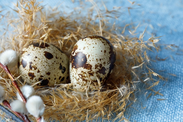 Huevos de codorniz en un nido de hierba seca para el diseño sobre el tema de Pascua