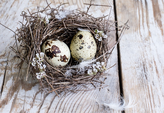 Huevos de codorniz en un nido de pájaro sobre una madera