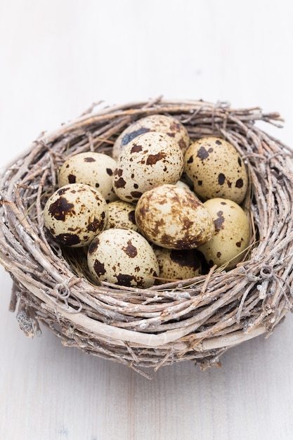 Huevos de codorniz de nido de pájaros. Composición de Pascua.