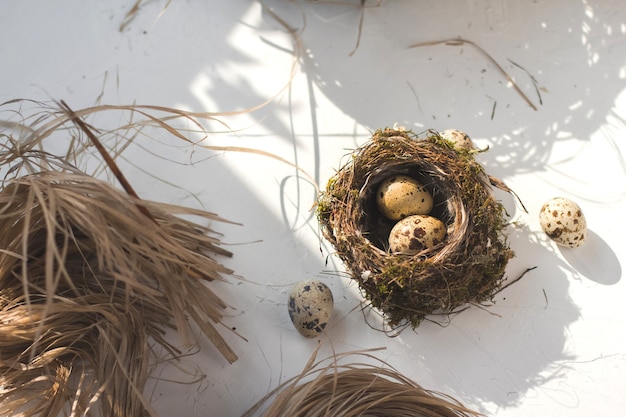 Foto huevos de codorniz en un nido de pájaros pequeños.