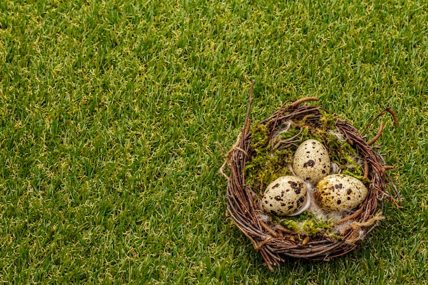 Huevos de codorniz en un nido de pájaros sobre hierba verde fresca y soleada