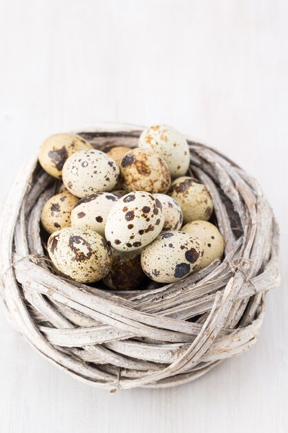 Huevos de codorniz de nido de pájaros