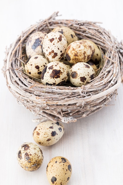 Huevos de codorniz de nido de pájaros