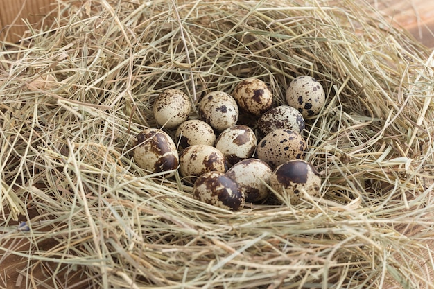 Huevos de codorniz en un nido de primer plano de heno