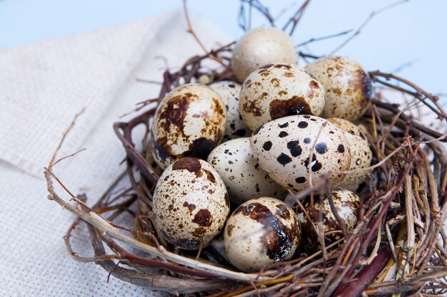 Huevos de codorniz en un nido