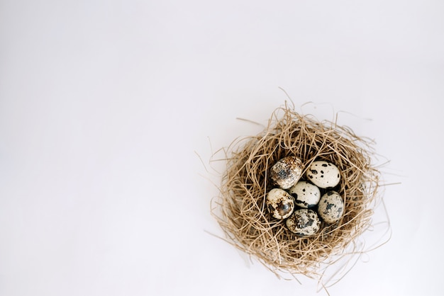 Huevos de codorniz en un nido