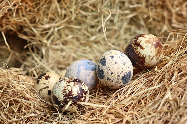 huevos de codorniz en nido