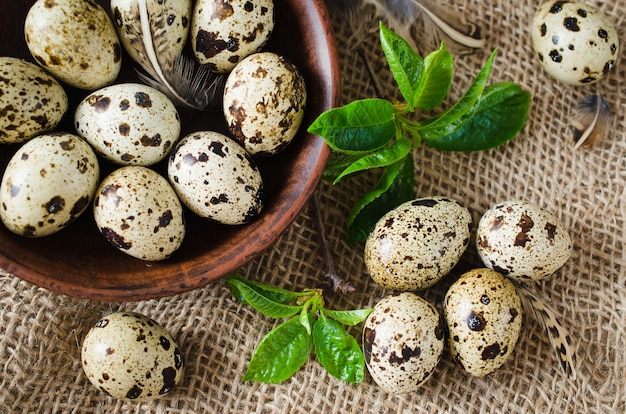 Huevos de codorniz orgánicos frescos y follaje de primavera.