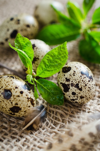 Huevos de codorniz orgánicos frescos y follaje de primavera.