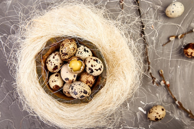 Huevos de codorniz de Pascua en el nido sobre fondo gris con rama de sauce.