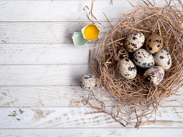 Huevos de codorniz pequeños en el nido de pájaro con cáscara de huevo y yema de huevo agrietada