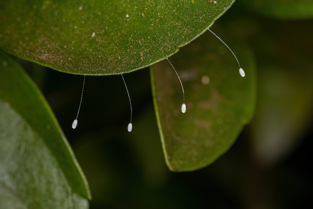 Foto huevos de crisopa verde de la familia chrysopidae