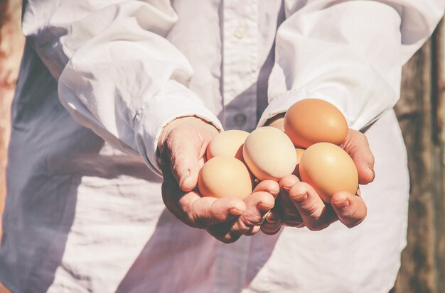 Huevos domésticos de gallina en las manos. Enfoque selectivo