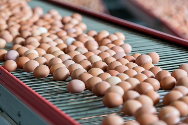 Huevos en una fábrica avícola