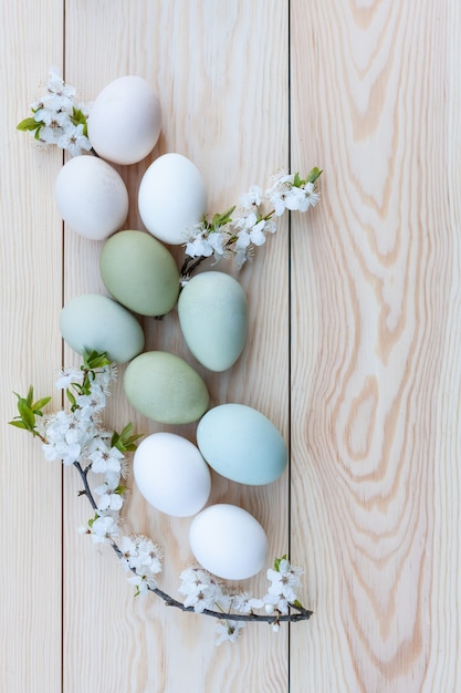 Huevos y flores de cerezo coloridos del pollo fresco en el fondo de madera blanco