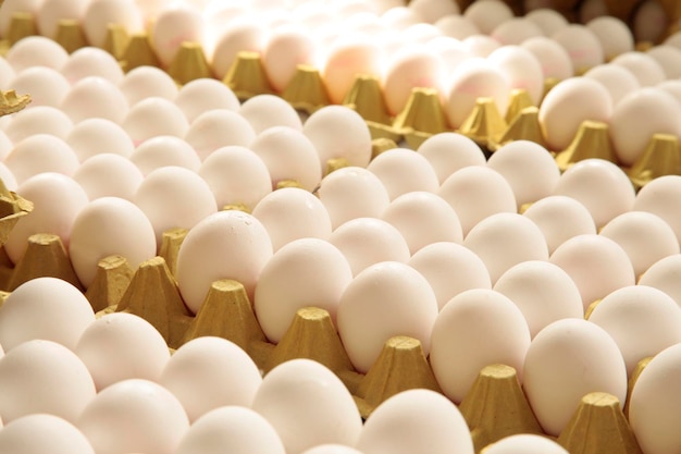 Huevos frescos en la fábrica de huevos Industria de la fábrica de huevos