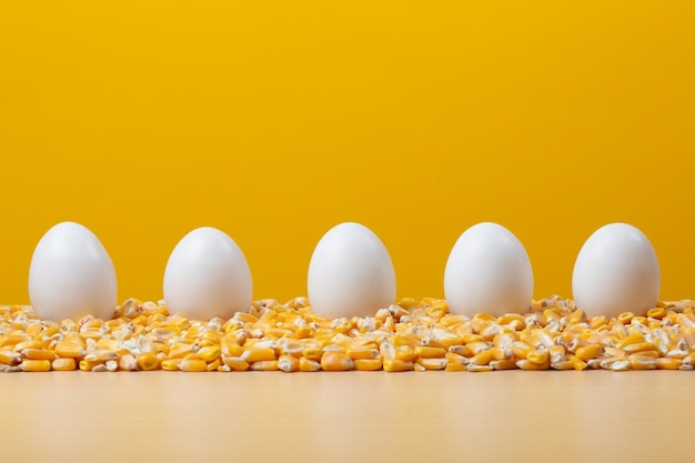 huevos de gallina blanca sobre maíz con fondo amarillo