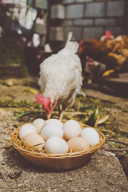 Huevos de gallina caseros en una canasta