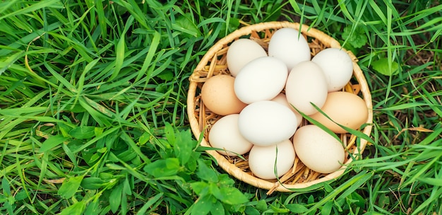 Huevos de gallina caseros en una canasta