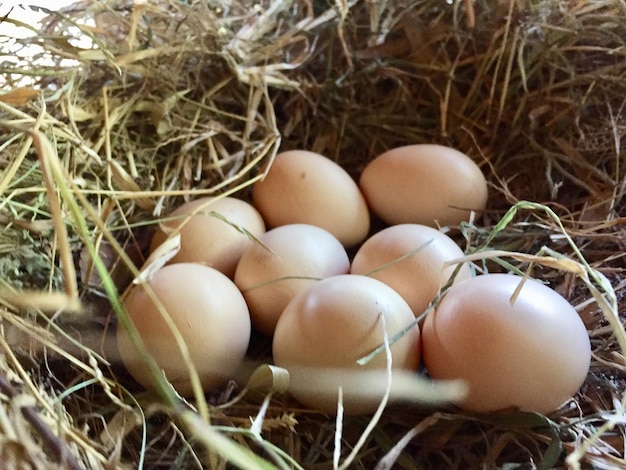 huevos de gallina de corral en la jaula de incubación