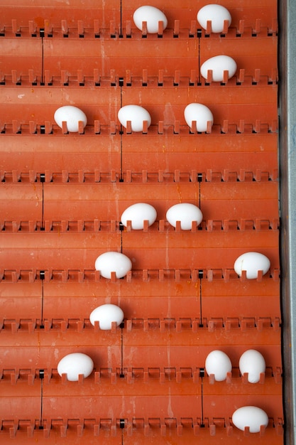 Huevos de gallina frescos en la cinta transportadora