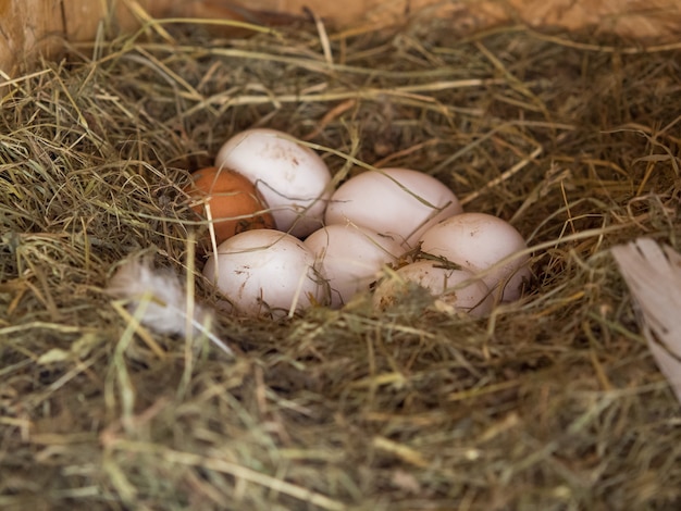 Huevos de gallina frescos en el nido, tema de la granja