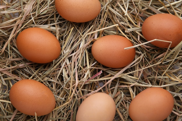 Huevos de gallina frescos sobre un fondo de heno