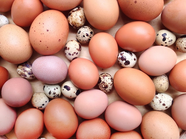 Huevos de gallina y huevos de codorniz