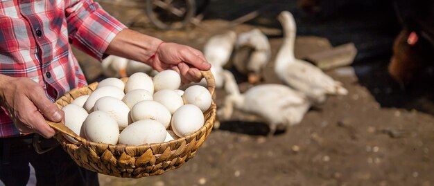 Huevos de gallina en manos de un hombre