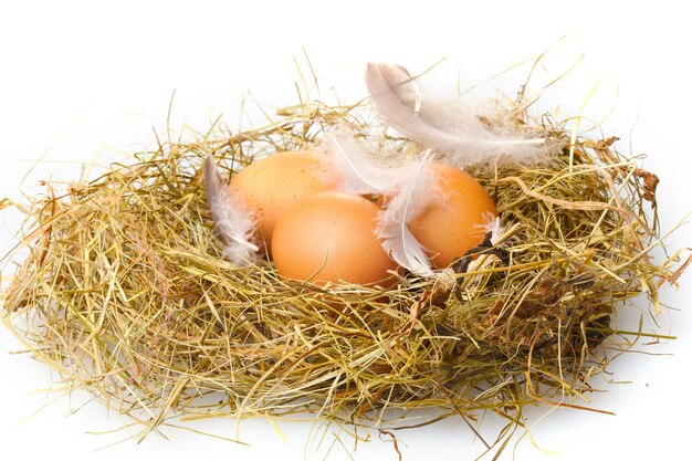 Huevos de gallina en un nido aislado en blanco