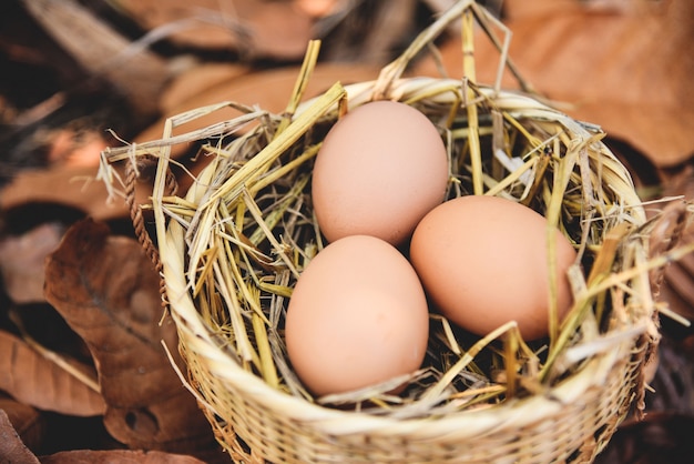 Huevos de gallina en nido de cesta con hojas secas de otoño