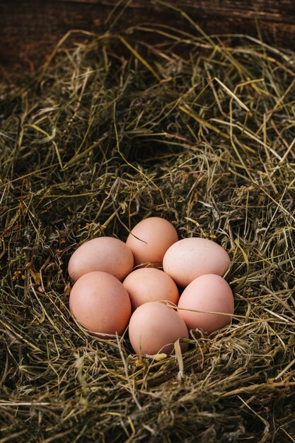 Huevos de gallina en nido. Concepto de comida ecológica.