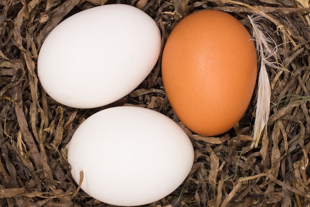 Huevos de gallina en el nido