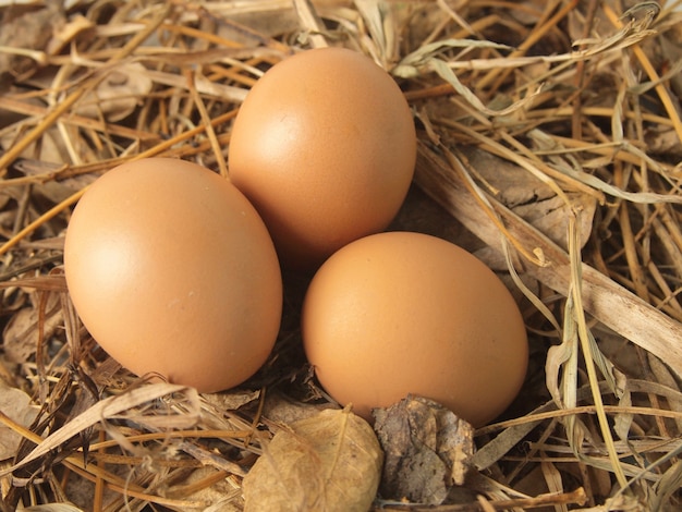 Huevos de gallina sobre hierba seca