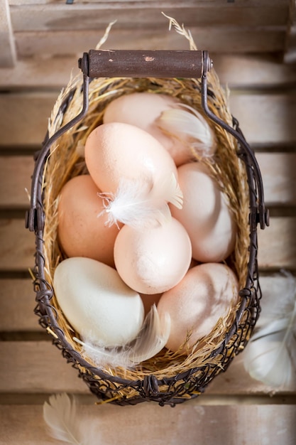 Huevos de gallinas camperas frescas de la granja