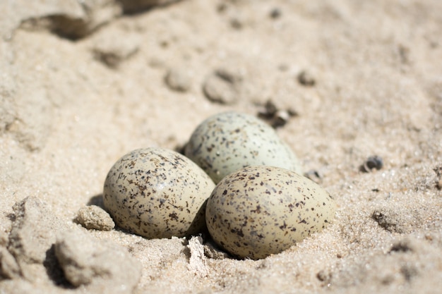 Huevos de gaviotas en la arena de la playa