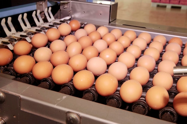 Foto huevos de granja de pollos en el paquete