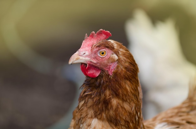 Huevos hembra marrón gallina gallina pollo naranja