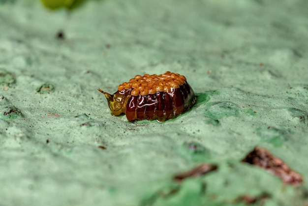 Foto huevos de insecto asesino