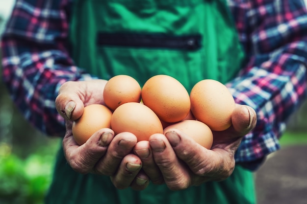 Huevos en manos. Cerca del viejo granjero hábil con huevos de gallina.