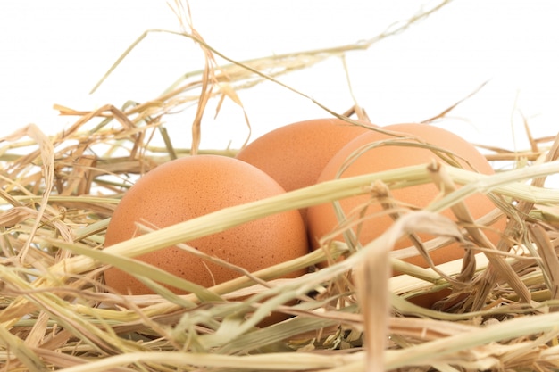 Huevos marrones en un nido aislado en un fondo blanco